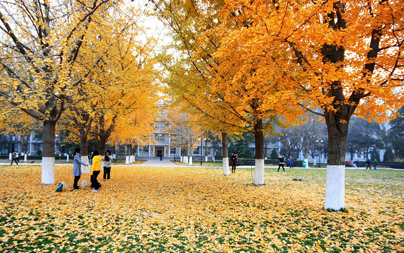 北京理工大学深秋景色